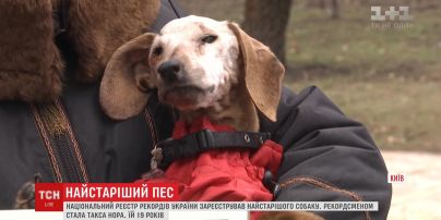 Ей 19, и она "пенсионерка": ТСН нашла самого старого пса в Украине