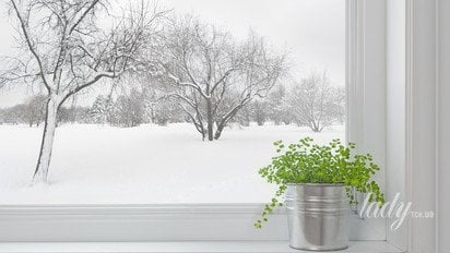 Комнатное растение на подоконнике