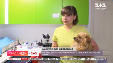 Отели для животных: как они работают и о чем нужно знать перед тем, как отдать туда своего любимца