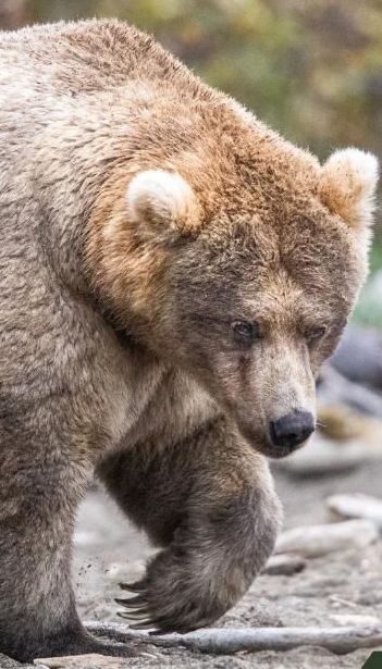 Да здравствует королева полноты. На Аляске выбрали самую толстую медведицу – ее путь к победе в фото