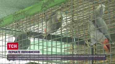 Семерых попугаев Жако спасли от безответственных хозяев: теперь у них новый просторный дом