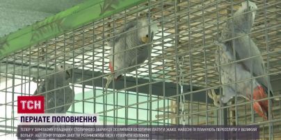 Сімох папуг Жако врятували від нездалих господарів: тепер в них нова простора оселя