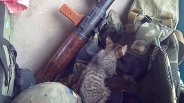 Наименьшие боевые побратимы / © facebook.com/theministryofdefence.ua
