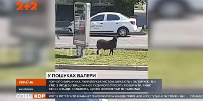 У Запоріжжі ягня, яке втекло з ресторану, стало зіркою соціальних мереж