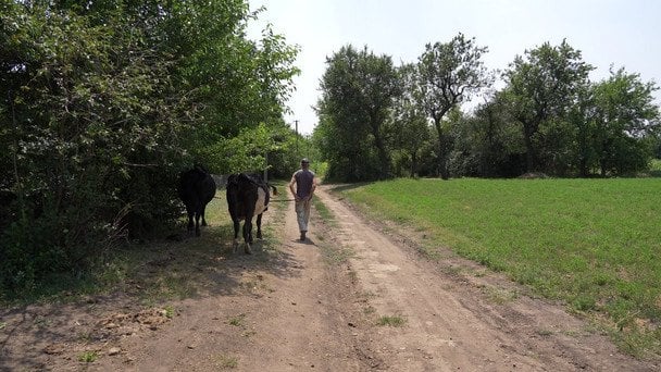 Місцевий житель Олександр зі своїми коровами / © Суспільне