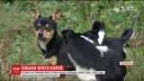 В селе на Львовщине разгорелся скандал из-за стаи собак, которые едят домашнюю птицу местных