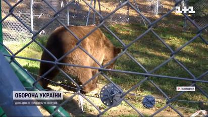 На Львовщине поселился медведь Бахмут – судьба косолапого