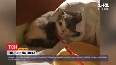 Путешествие с домашним любимцем, или куда девать животных во время новогодних праздников