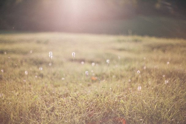 Народні прикмети 28 липня / © pexels.com