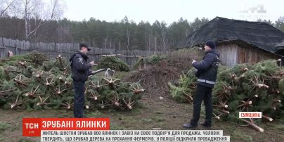 Житель Шостки срубил 800 елок и незаконно завез на свой двор для продажи