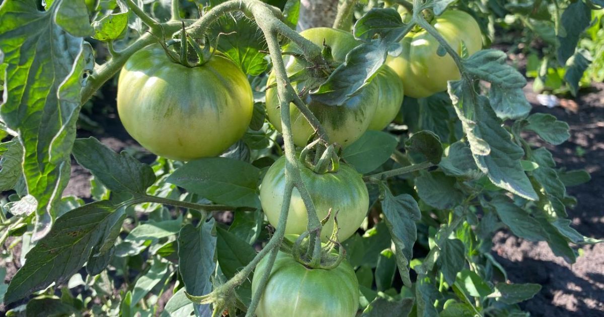 Как ускорить созревание помидоров