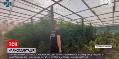 Новини України: СБУ викрила наркоплантацію у Дніпропетровській області