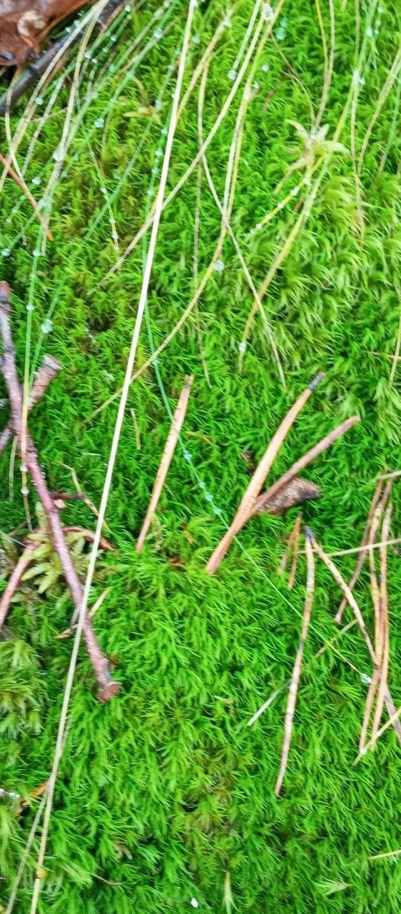 Рослини, які знайшли у Цуманській пущі. Фото: Ківерцівський національний природний парк «Цуманська пуща»