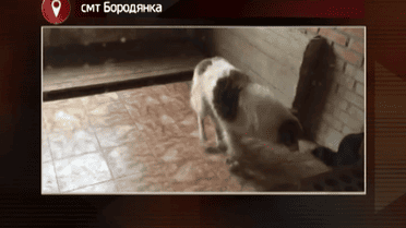 Кто превратил в камеру пыток главный собачий приют страны