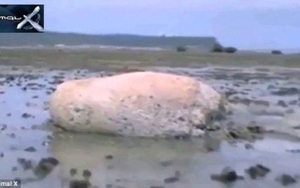 В Сети показали видео с таинственным существом, которое выбросило на берег после цунами