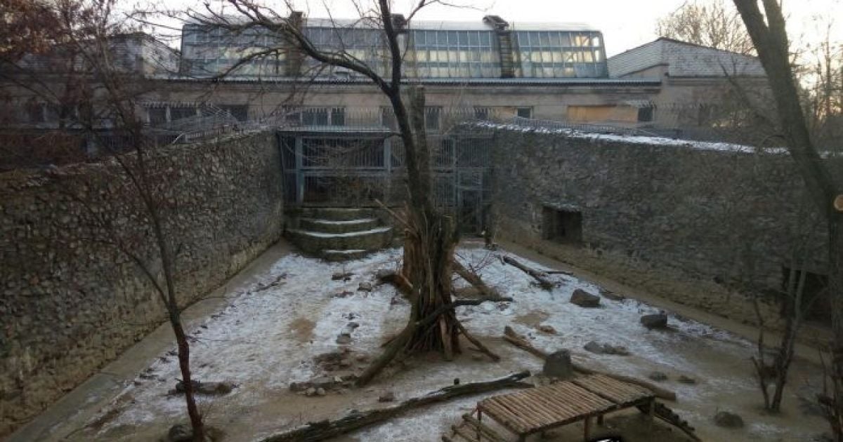По предварительным данным, тигр не трогал мужчину / © Шиповник