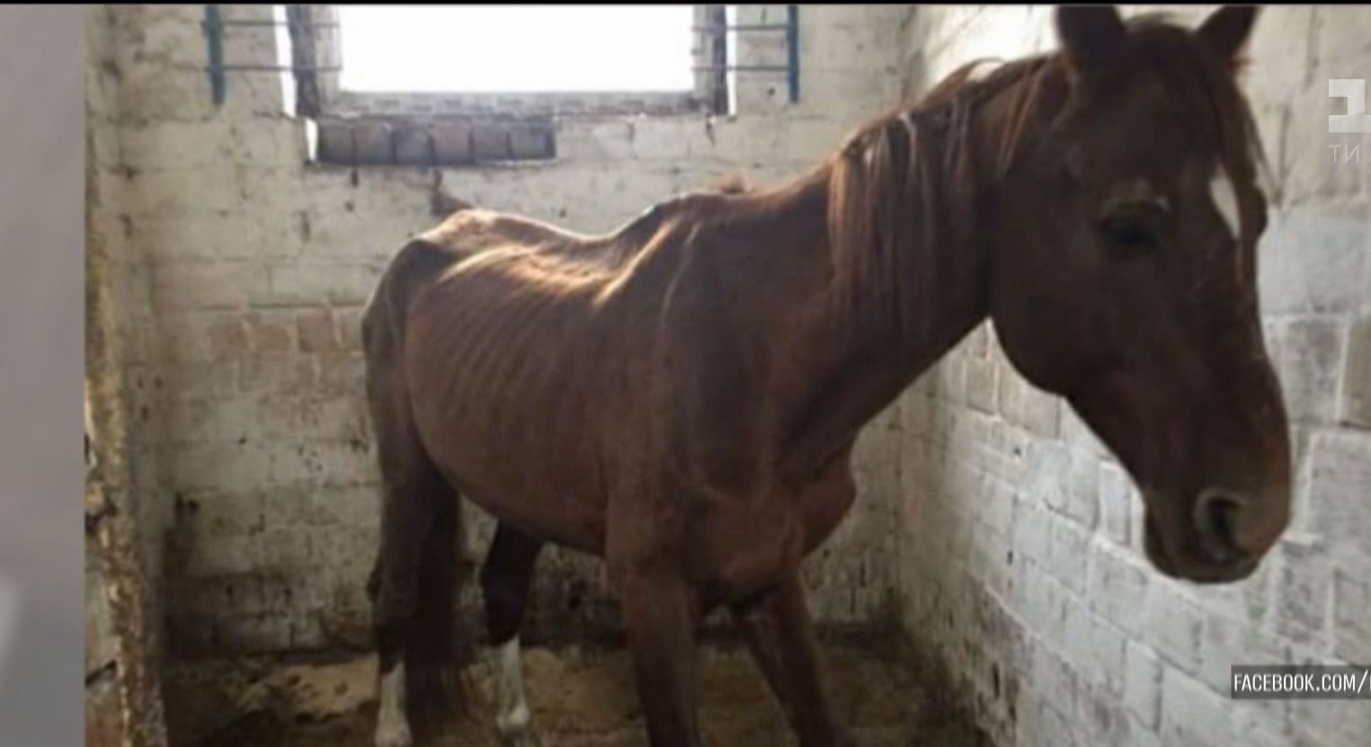 В Киеве на территории конно-спортивного клуба обнаружили животных, которые не доедают