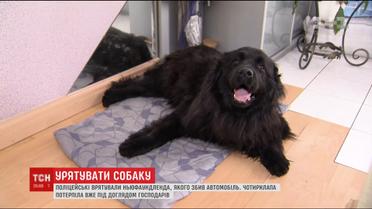 На Київщині поліцейські врятували собаку, яка лежала на дорозі й стікала кров’ю