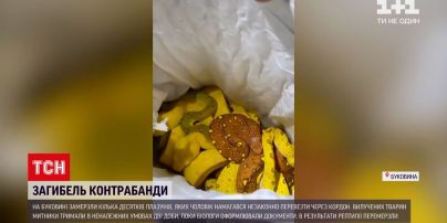 Около 20 пресмыкающихся, которых хотели незаконно перевезти на Буковине, погибли | Новости Украины