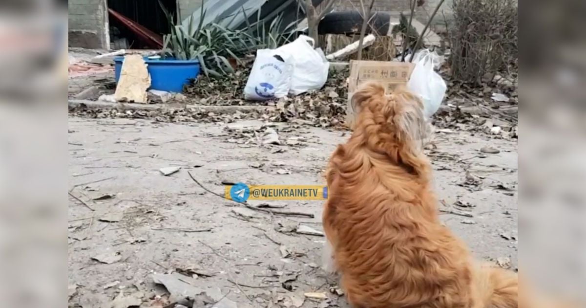 Пес Бім не відходить від тіла загиблого внаслідок ракетного удару господаря