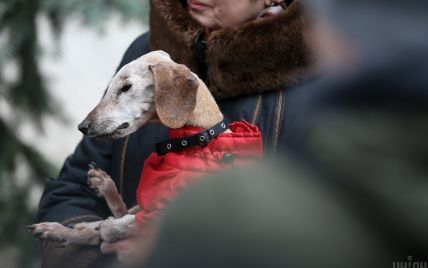 У Києві зареєстрували рекорд тривалості життя найстарішого собаки в Україні: нею стала такса Нора