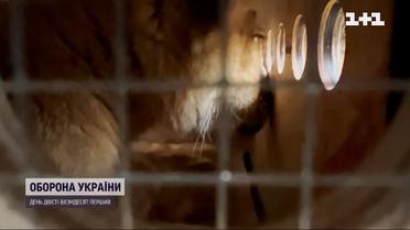 Чотирилапі біженці: осиротілих через війну українських левенят привезли до США