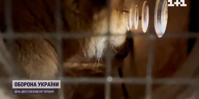 Чотирилапі біженці: осиротілих через війну українських левенят привезли до США