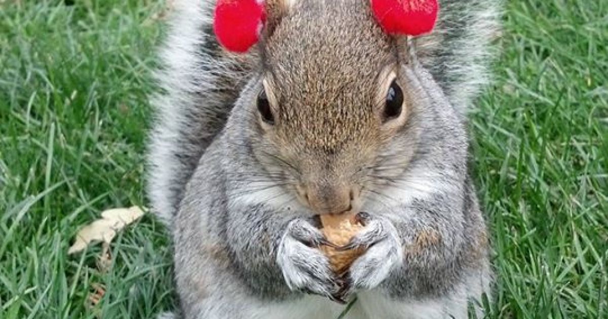 Белка-модница Снизи / © Sneezy The Penn State Squirrel / Facebook