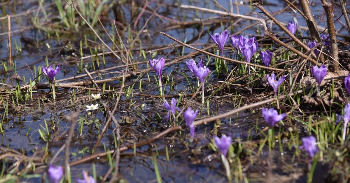 От метели в Карпатах до +10° в большинстве областей: прогноз погоды в Украине на вторник, 16 марта