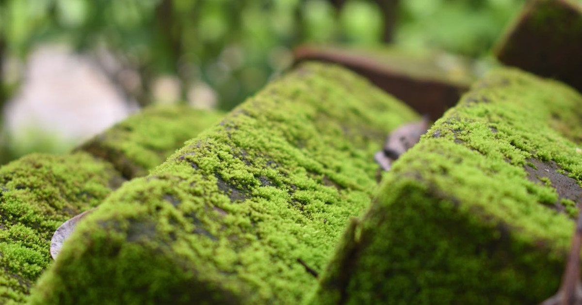 Як позбутися моху і лишайників на деревах в грудні