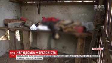Заморених собак і кошеня знайшли у сільській хаті на Рівненщині