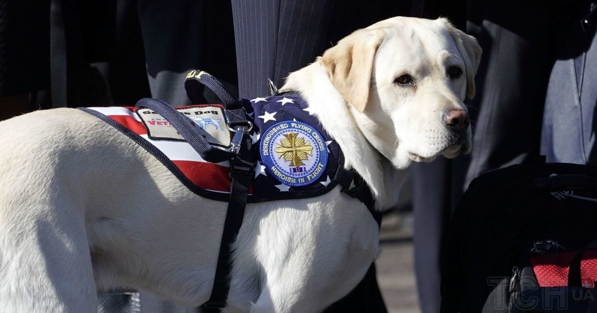 Вірні назавжди: 11 порід собак, які формують особливий зв’язок з людиною (фото)
