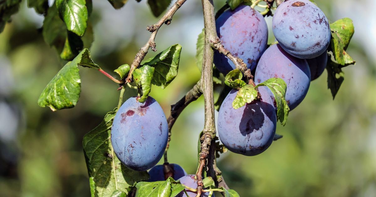 В этом году в Украине рекордно маленький урожай сливы