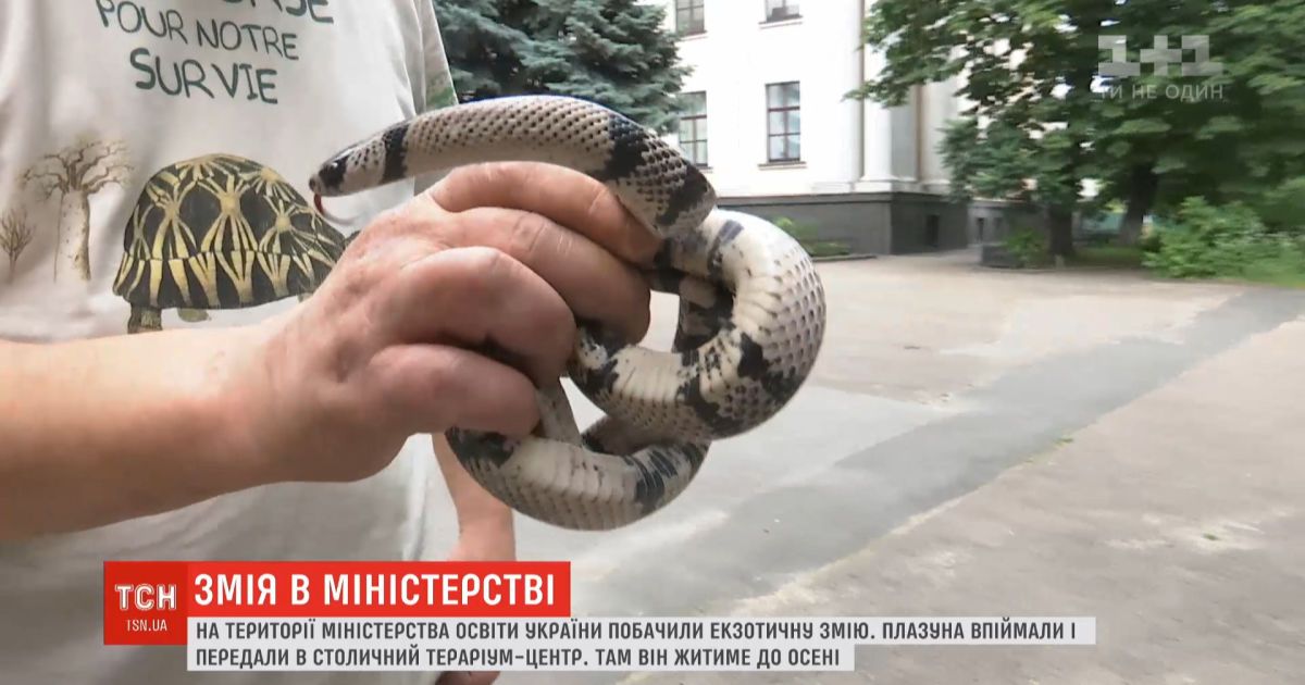 На территорию Министерства образования Украины пожаловала экзотическая змея