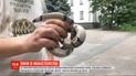 На территорию Министерства образования Украины пожаловала экзотическая змея