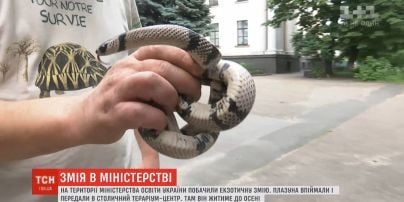На территорию Министерства образования Украины пожаловала экзотическая змея