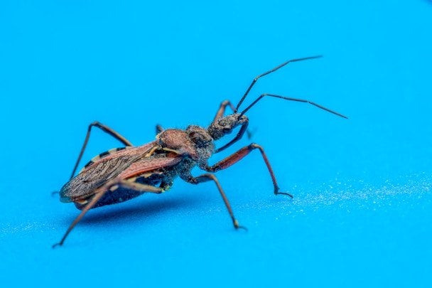 14 квітня Всесвітній день боротьби з хворобою Шагаса / © pexels.com