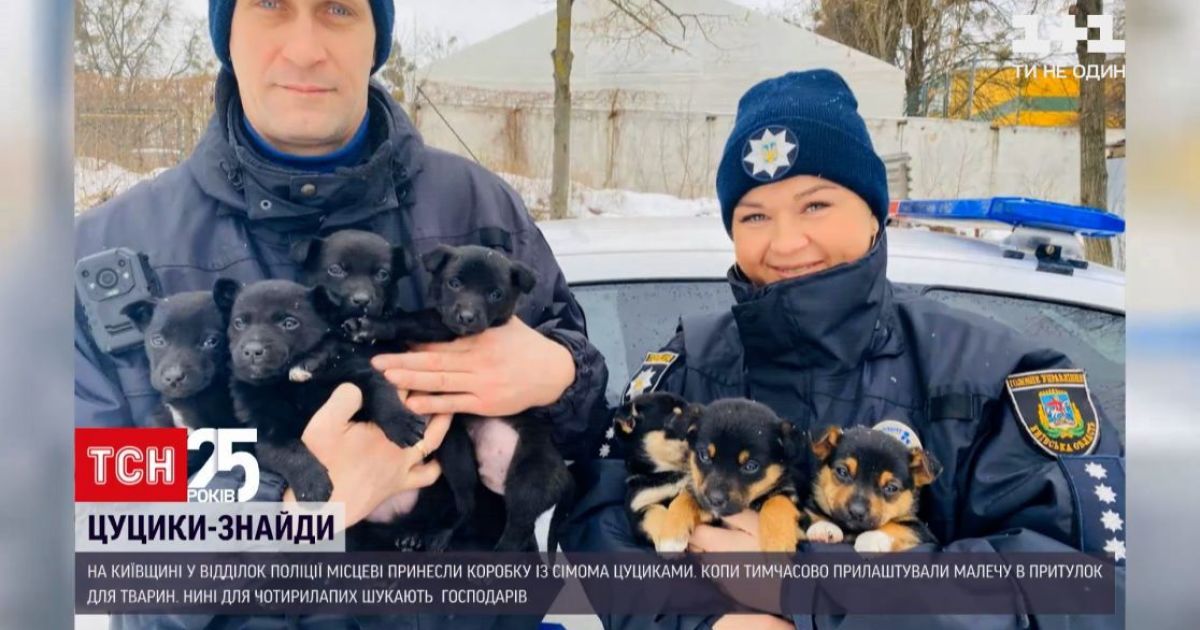 В Киевской области полицейские пристроили щенков в приют