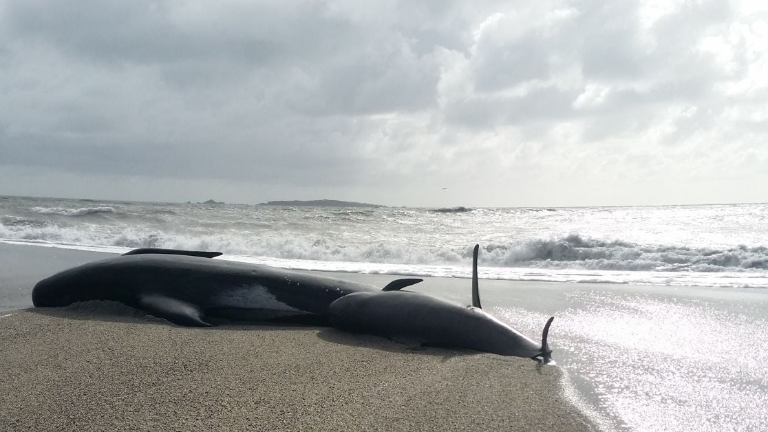 Почему киты выбрасываются на берег?. Удивительная биология