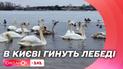 Чому гинуть лебеді і якими продуктами їх можна годувати – поради від лікаря-ветеринара
