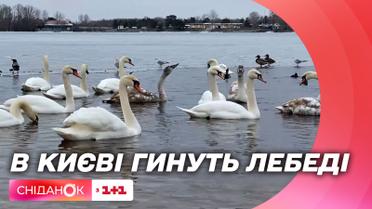 Чому гинуть лебеді і якими продуктами їх можна годувати – поради від лікаря-ветеринара