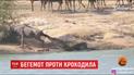 В Южной Африке бегемоты спасли антилопу от крокодила