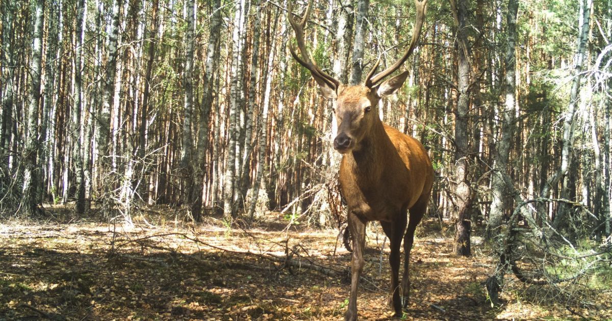 У Чорнобильському заповіднику у фотопастку потрапили рідкісні, майже зниклі тварини
