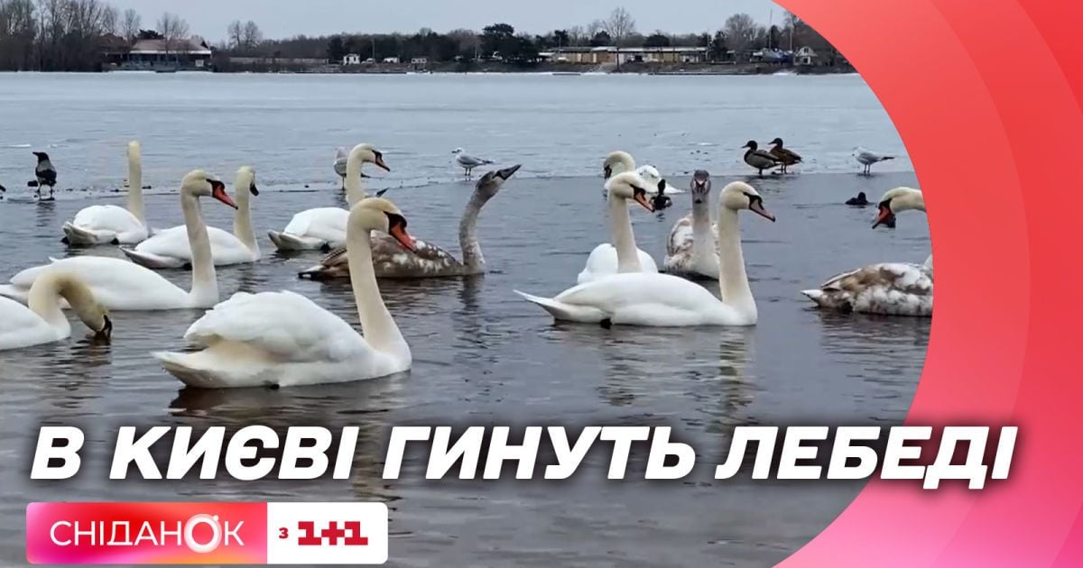 Видео — Почему гибнут лебеди и какими продуктами их можно кормить ...