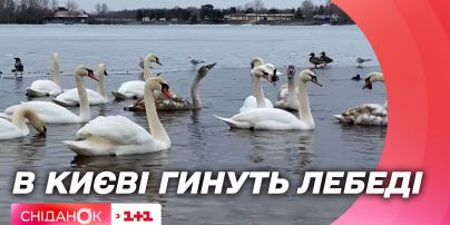 Почему гибнут лебеди и какими продуктами их можно кормить – советы от врача-ветеринара