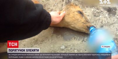 Новости Украины: в Сумской области патрульные спасли раненого олененка