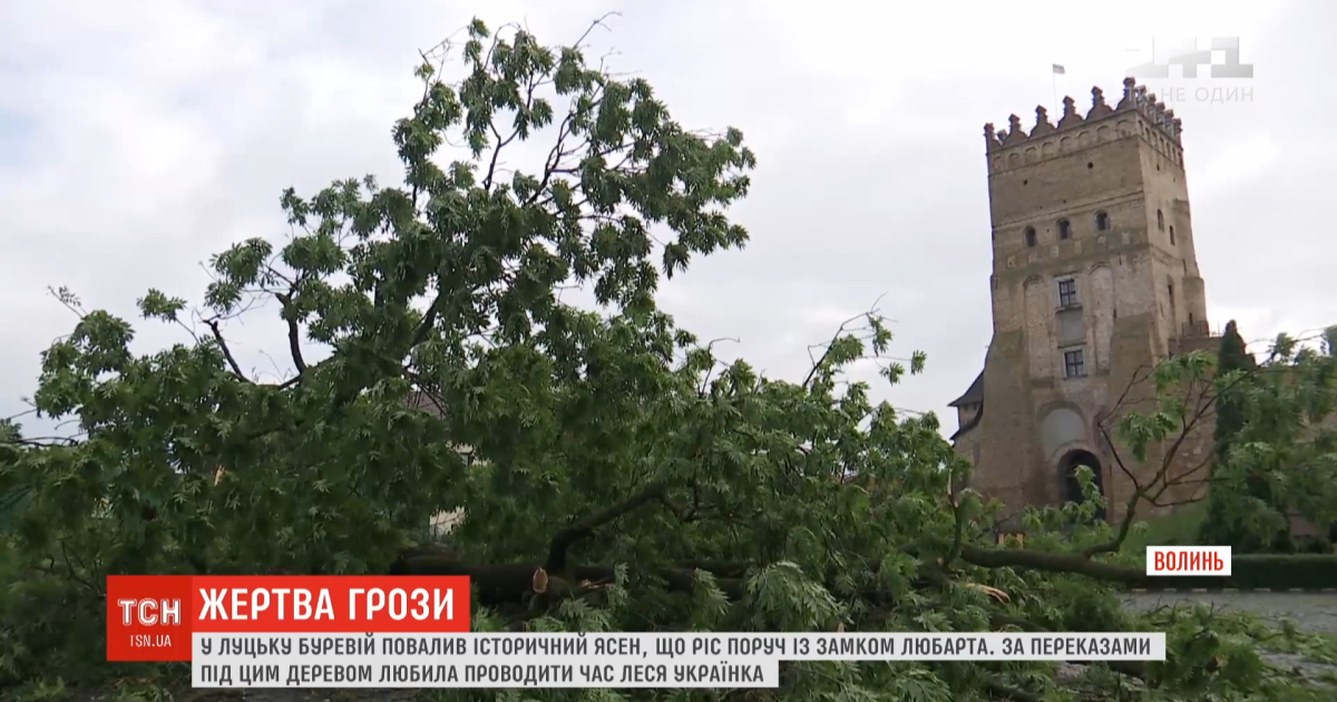 В Луцке после грозы упал двухсотлетний Лесин ясень