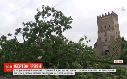 В Луцке после грозы упал двухсотлетний Лесин ясень