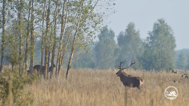 Олень / © Чорнобильський радіаційно-екологічний біосферний заповідник