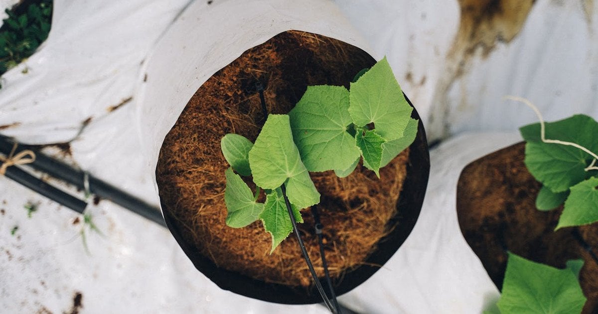 Коли сіяти огірки за місячним календарем 2026 року